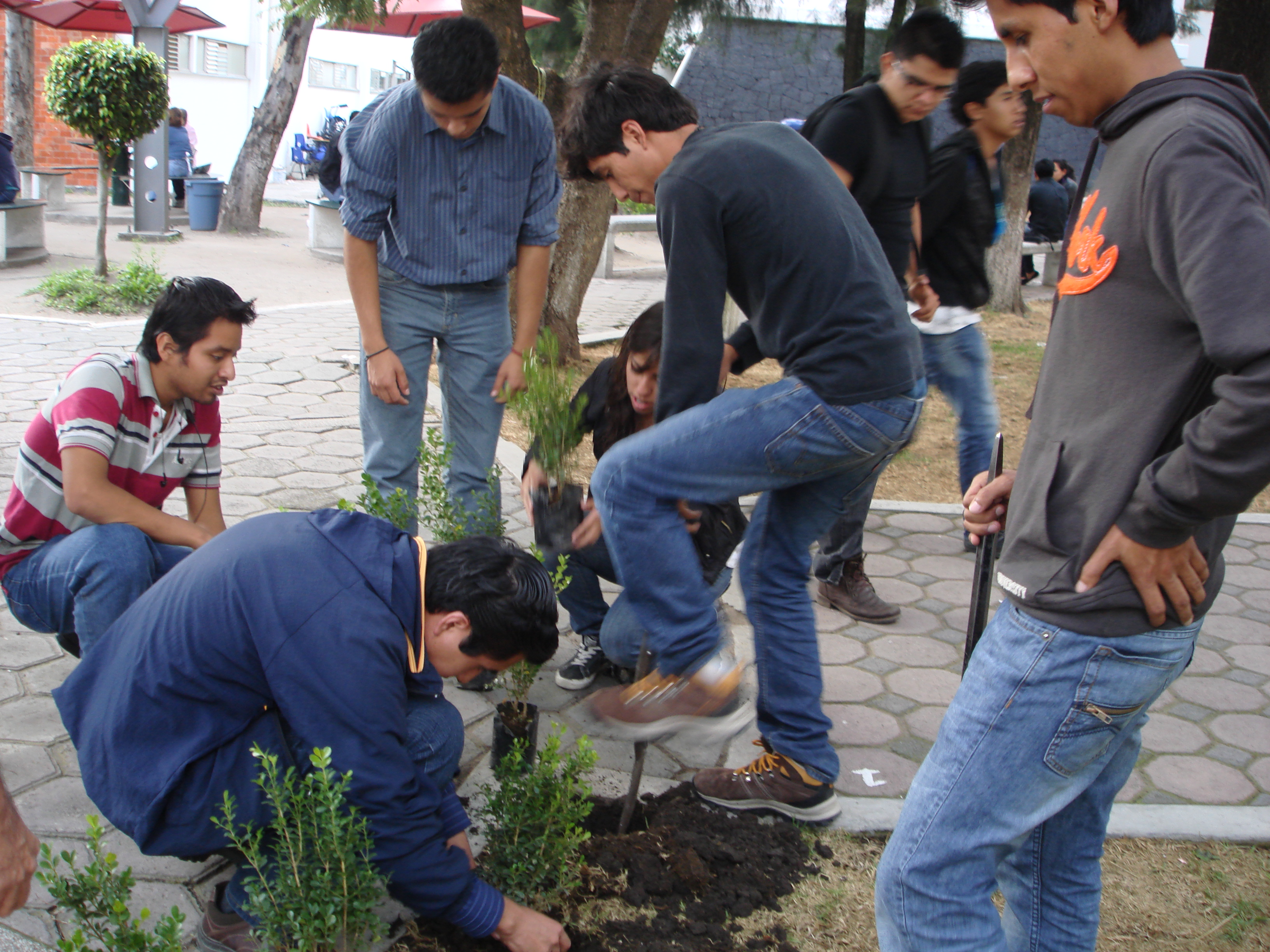 Grupo SuMA plantando retoños en area de convivencia